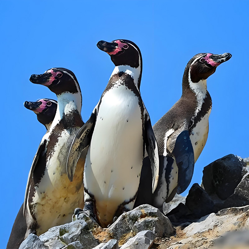 画板 1 拷贝 5-2.jpg